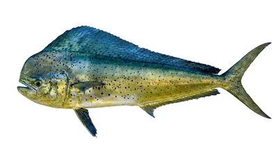 Mahi-mahi