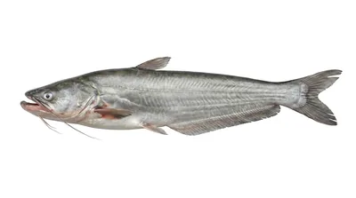 Wallago attu