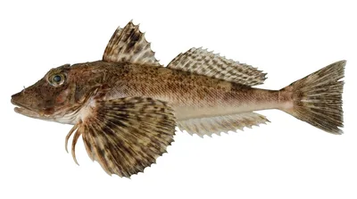 Northern searobin