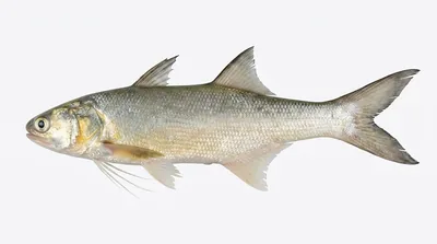 Blind tassel-fish