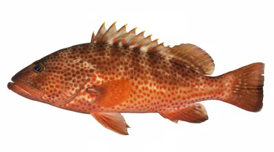 Red hind — Epinephelus guttatus