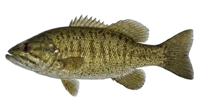 Tallapoosa bass
