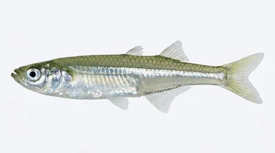 Atlantic silverside — Menidia menidia