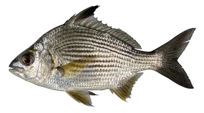 Striped mojarra — Eugerres plumieri