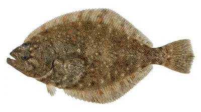 Pacific sanddab