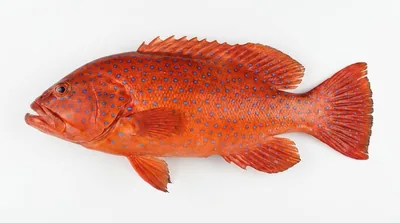 Coral grouper