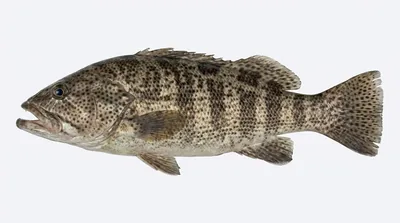 Spotted sand bass