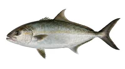 Longfin yellowtail