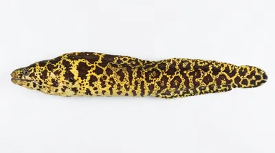 Chain moray