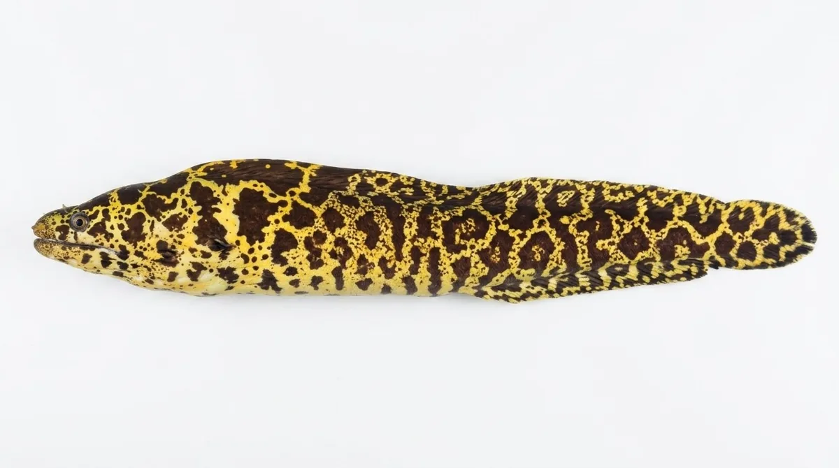 Chain moray — Echidna catenata