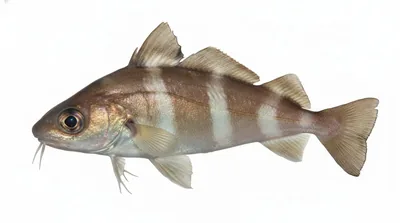 Bib
