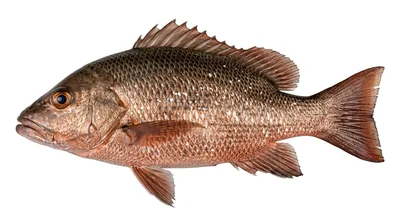 Mangrove red snapper
