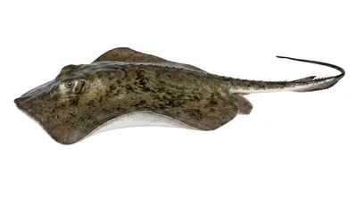 Southern stingray