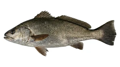 Westcoast dusky kob