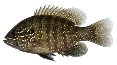 Banded sunfish