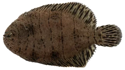 Hogchoker — Trinectes maculatus