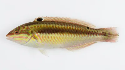 Clown wrasse