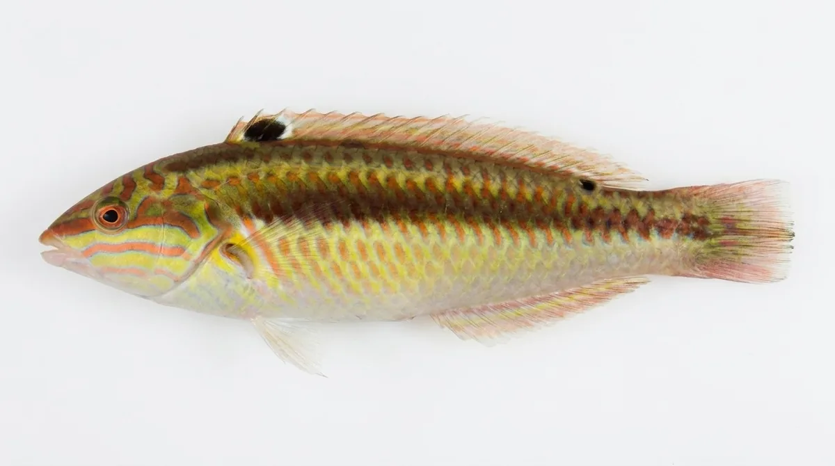 Clown wrasse — Halichoeres maculipinna
