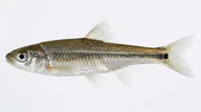 Spottail shiner