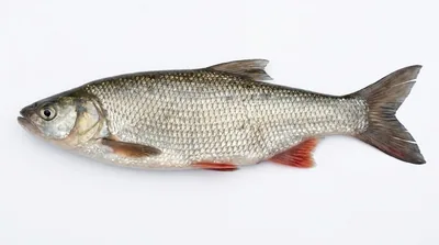 Asp