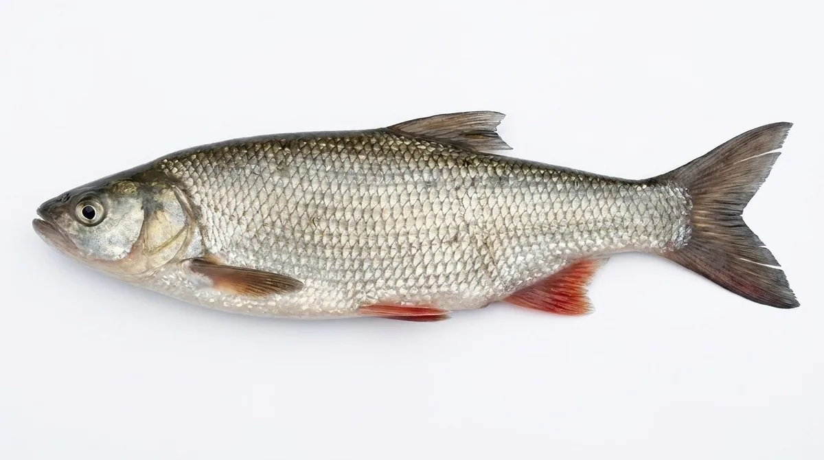 Asp — Leuciscus aspius