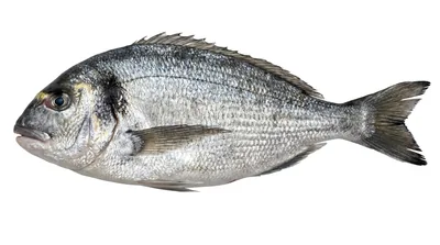 Gilt-head bream