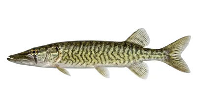 American pickerel