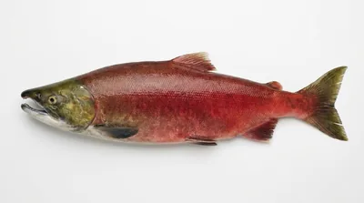 Sockeye salmon