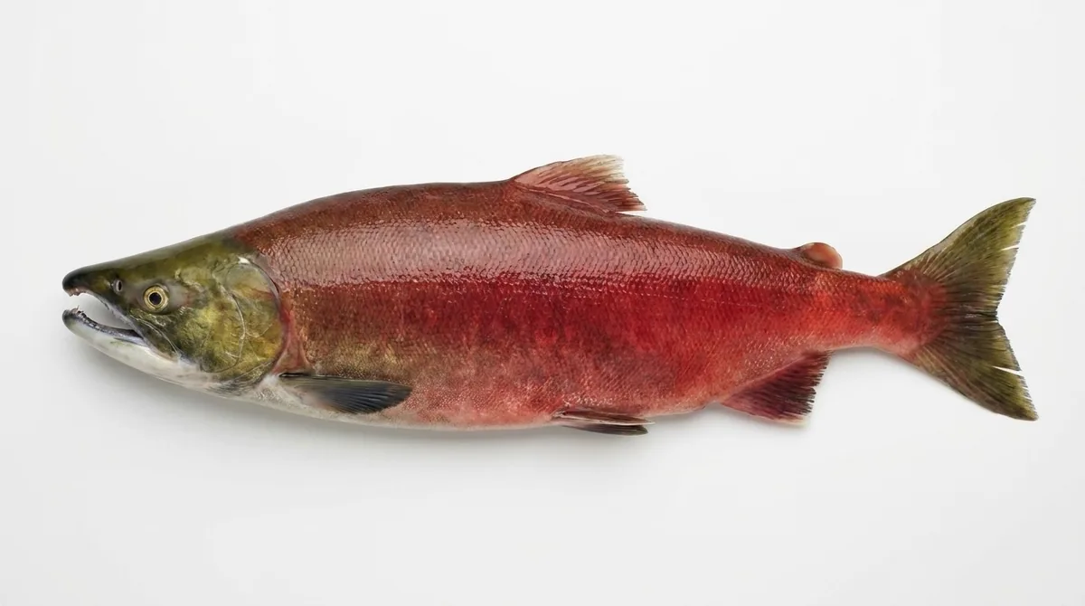 Sockeye salmon — Oncorhynchus nerka