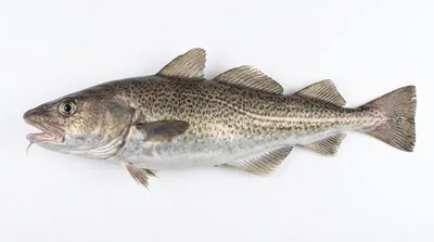 Pacific cod