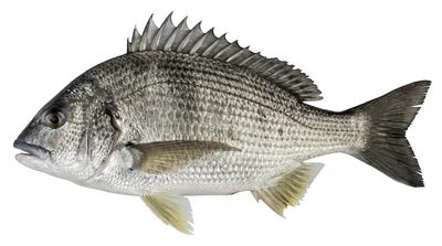Blue-nosed bream