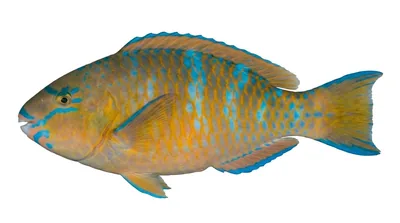 Blue-barred parrotfish