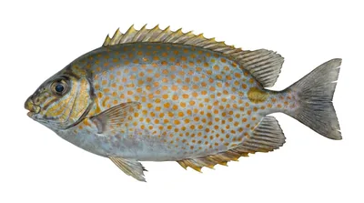 Orange-spotted spinefoot — Siganus guttatus