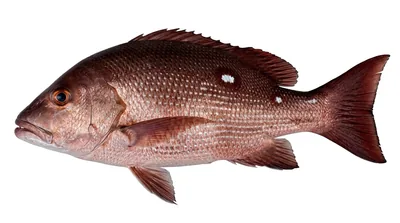 Twinspot snapper