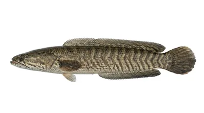 Striped snakehead