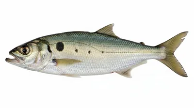 Atlantic menhaden