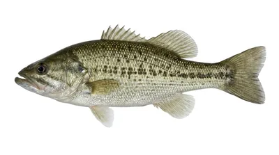 Spotted bass
