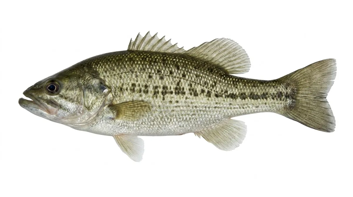 Spotted bass — Micropterus punctulatus