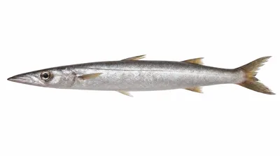 Barracuda