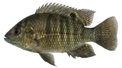 Banded bream