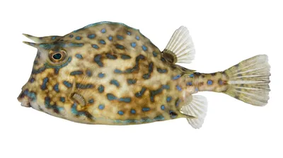 Scrawled cowfish — Acanthostracion quadricornis