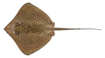 Reticulate whipray