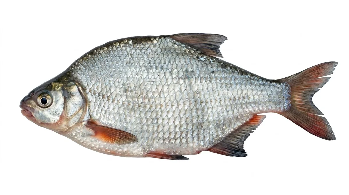Silver bream — Blicca bjoerkna