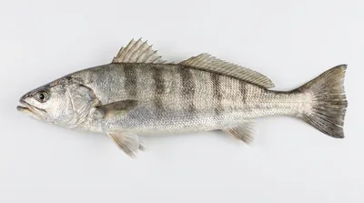 White seabass