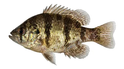 Blackbanded sunfish