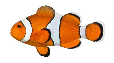 Ocellaris clownfish