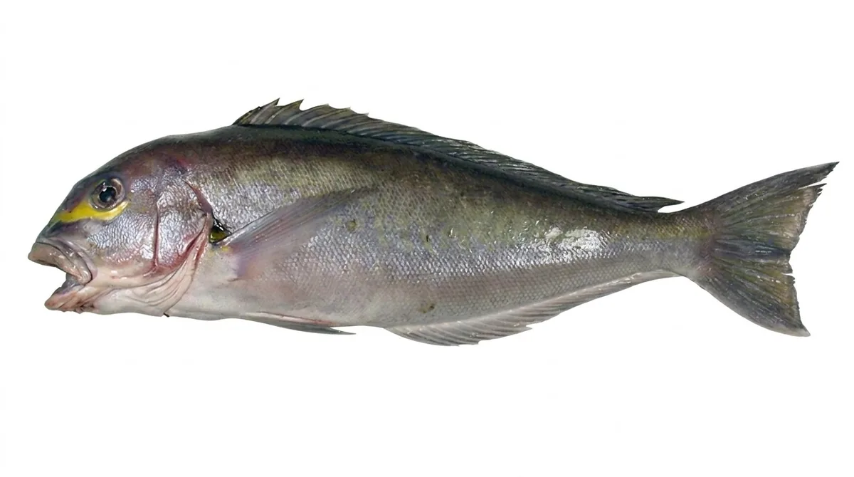 Atlantic goldeye tilefish — Caulolatilus chrysops