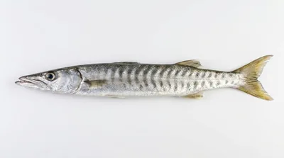Pickhandle barracuda
