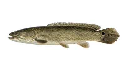 Bowfin