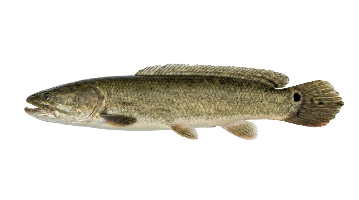 Bowfin — Amia calva